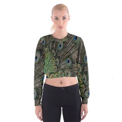 Close Up Of Peacock Feathers Cropped Sweatshirt by Nexatart