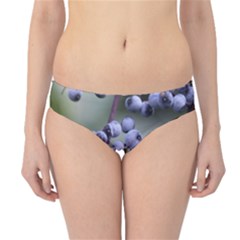 Blueberries 2 Hipster Bikini Bottoms by trendistuff