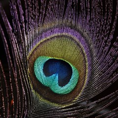 peacock feather