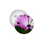Osterspermum 1.75  Button Front
