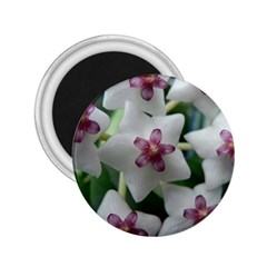 Hoyabella 2 25  Magnets