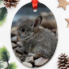 Small Baby Bunny Ornament (oval)  by trendistuff