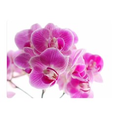 Orchid Phaleonopsis Art Plant Double Sided Flano Blanket (mini) 