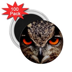 Owl s Scowl 2 25  Magnets (100 Pack)  by WensdaiAmbrose