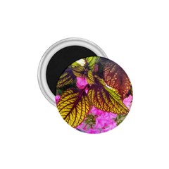 Coleus & Petunia 1 75  Magnets
