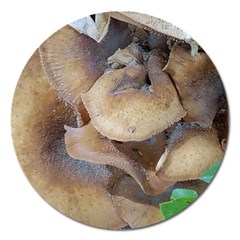 Close Up Mushroom Abstract Magnet 5  (round)
