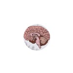 Cerebrum Human Structure Cartoon Human Brain 1  Mini Buttons Front