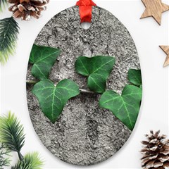 Vine On Damaged Wall Photo Oval Ornament (two Sides) by dflcprintsclothing