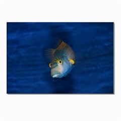 Fish Blue Animal Water Nature Postcards 5  X 7  (pkg Of 10) by Hannah976